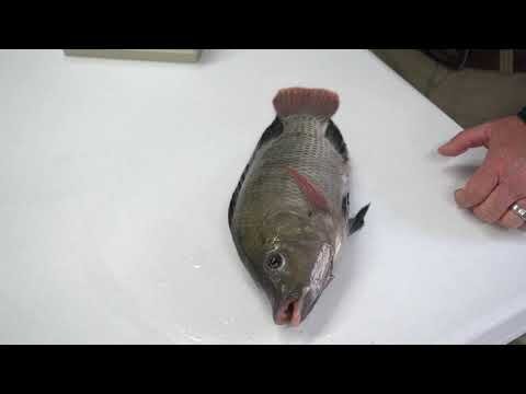 Metode Penandaan pada Ikan [Tagging] - Wakelet