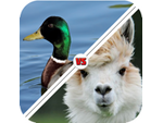 {HACK} Tic Toc: Llama Duck {CHEATS GENERATOR APK MOD}