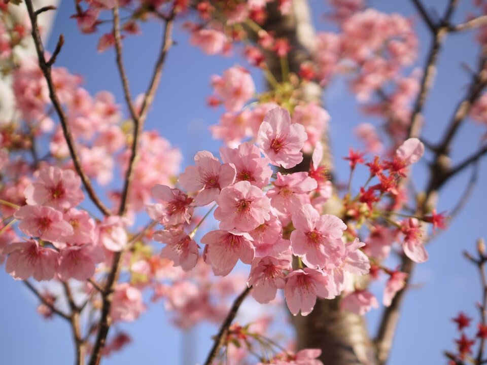 Sakura サクラ
