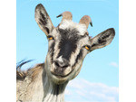 {HACK} 3D Cabra Rescate Runner Simulador de juego para niños y niños gratis {CHEATS GENERATOR APK MOD}