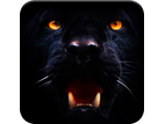 {HACK} Black Panther Safari Hunting {CHEATS GENERATOR APK MOD}