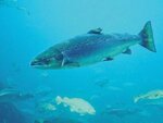 LETTER: Aquaculture piling more pressure on salmon stocks | The Telegram
