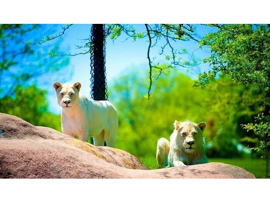 Top 3 Largest Zoos In The World By Animals