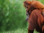 Orang-Utan-Mütter helfen ihrem Nachwuchs altersgerecht
