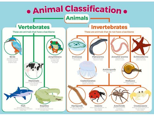 CLASSIFICATION OF ANIMALS - Wakelet