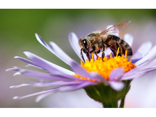 8 sierpnia obchodzimy w Polsce Wielki Dzień Pszczół, zaś 20 maja obchodzony jest – ustanowiony przez ONZ – Światowy Dzień Pszczół