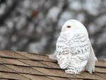 Snowy owl sightings on the rise — especially along Great Lakes shorelines: 'It's the stuff of mythology'