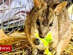Wallaby escapes from petting zoo into Aberdeenshire countryside
