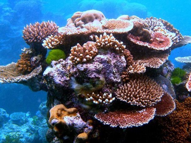 The End of the Great Barrier Reef?