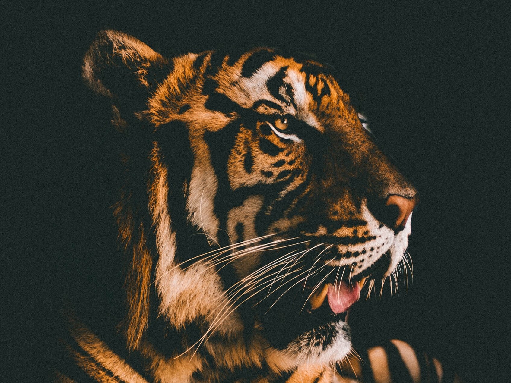 Los tigres en China