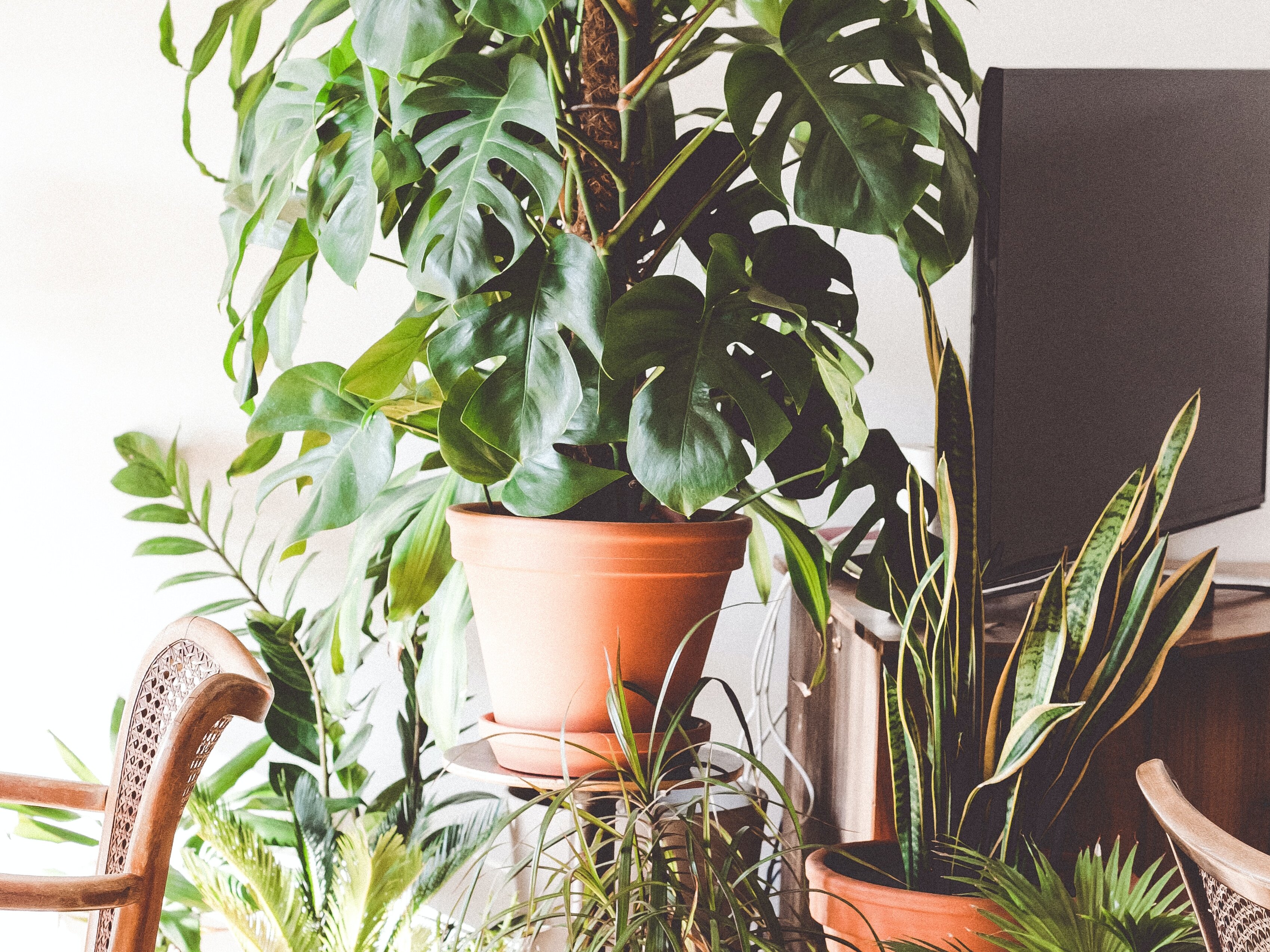 More plants, please!: Phytoremediation & the Cause for Improved Indoor Air Quality for all