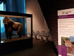 Una mirada LGTBI+ a Planeta Vida - Museu de Ciències Naturals de Barcelona