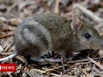 Australian bandicoot brought back from brink of extinction