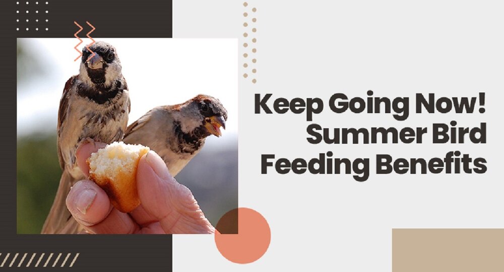 Keep Going Now! Summer Bird Feeding Benefits